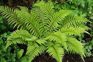 barizeak tratatzeko konpresak